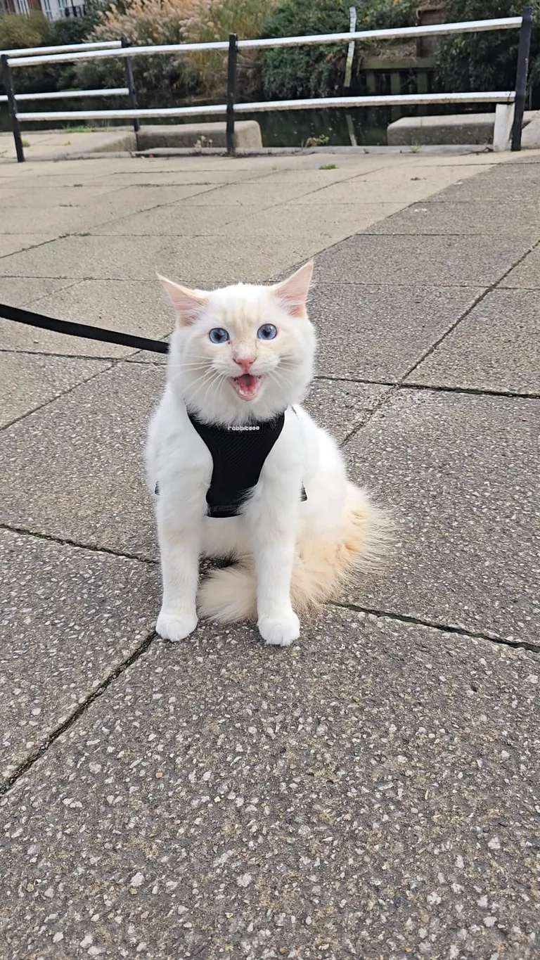 Mr Derp had his first walk