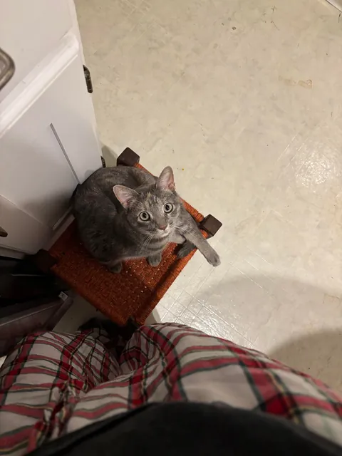 My cat is obsessed with me, separation anxiety?