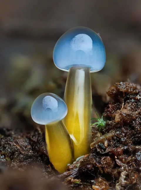 New Zealand photographer takes stunning photos of tiny mushrooms