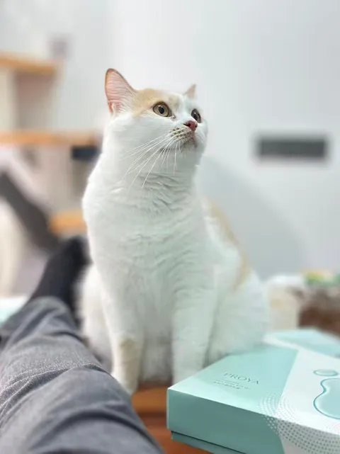 Send me the pictures of your cat 😻