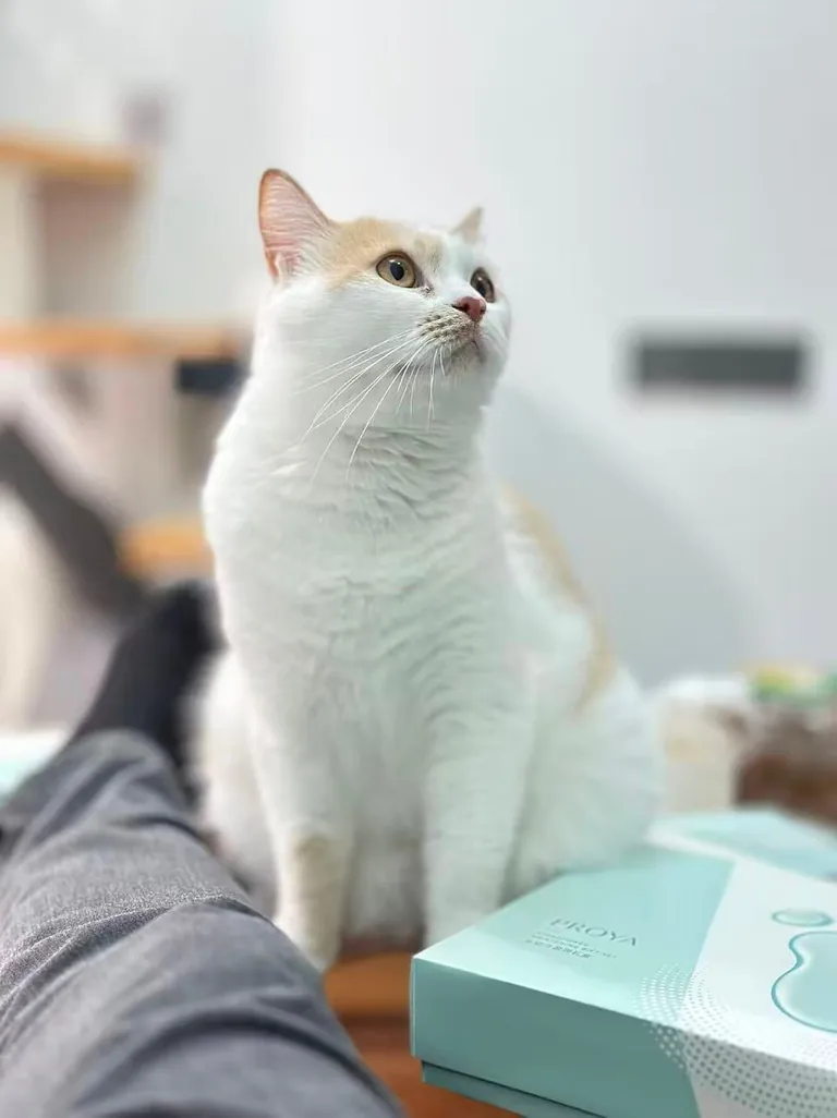 Send me the pictures of your cat 😻