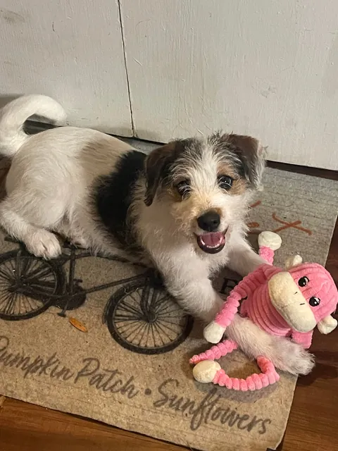 The vet said today, “that’s a good looking dog” :)