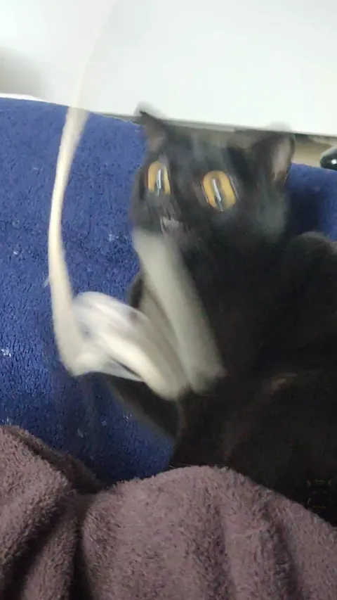 Shoestrings don't stand a chance