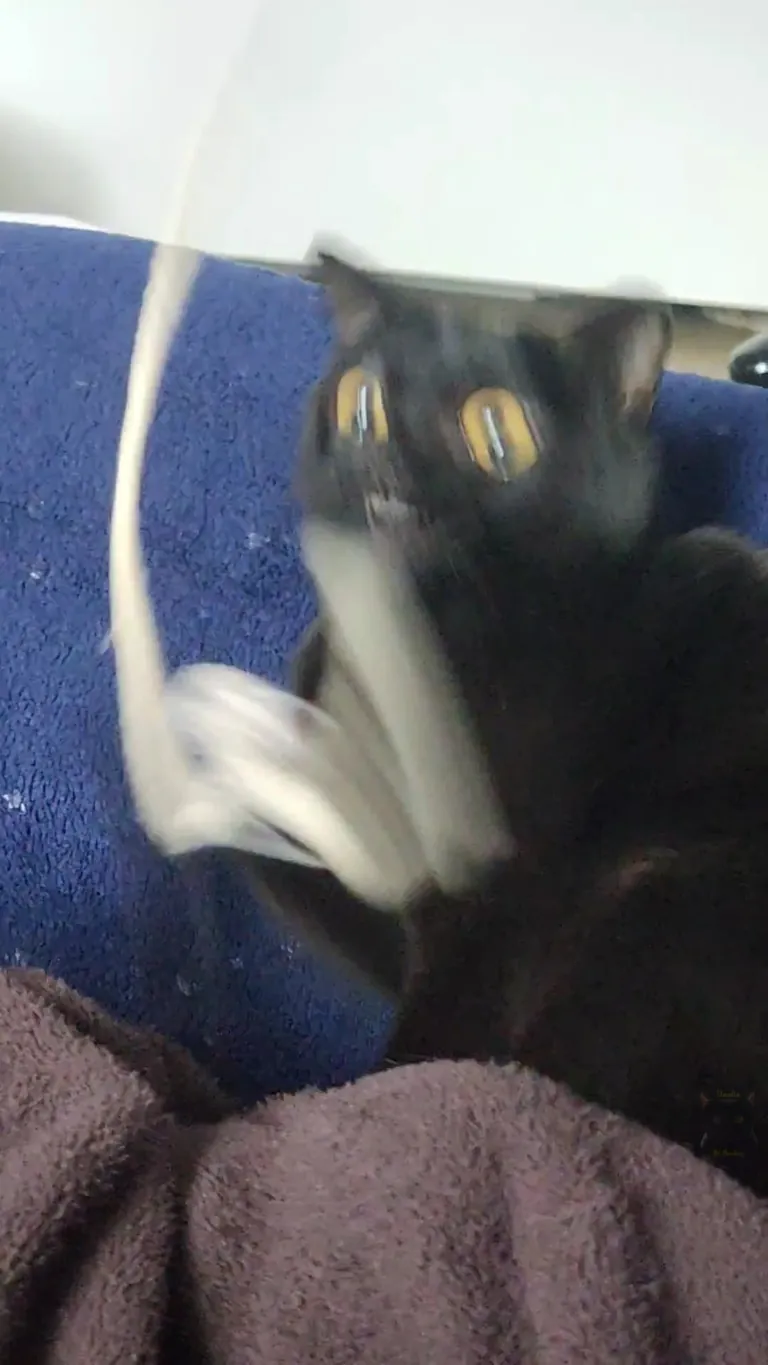 Shoestrings don't stand a chance