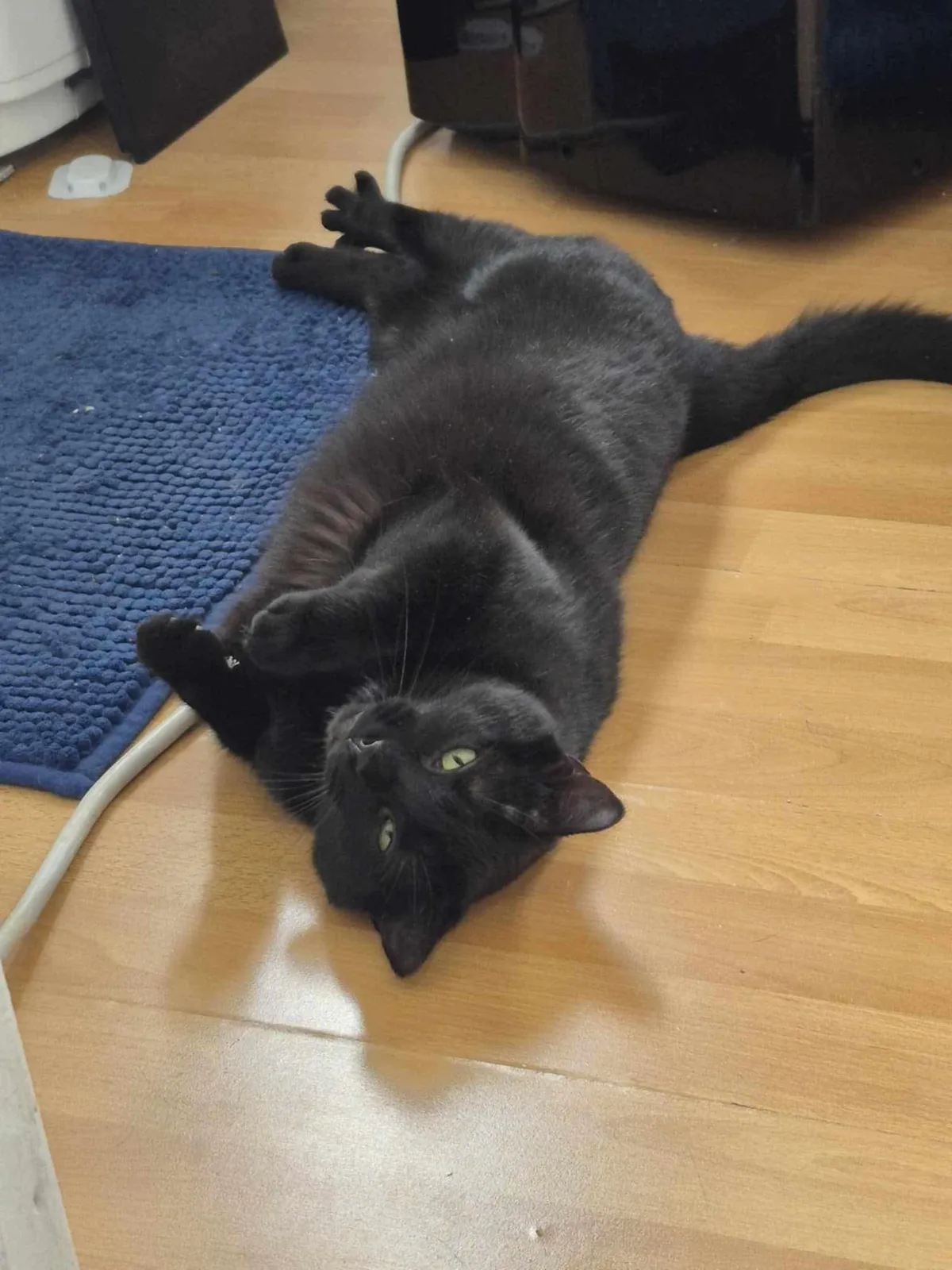 The beautiful Star from our shelter, now in her forever home. I think it’s going really well 🥰