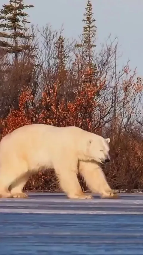🔥A Polar Bear Sliding Its Paws On The Ice, To Make Sure It's Stable