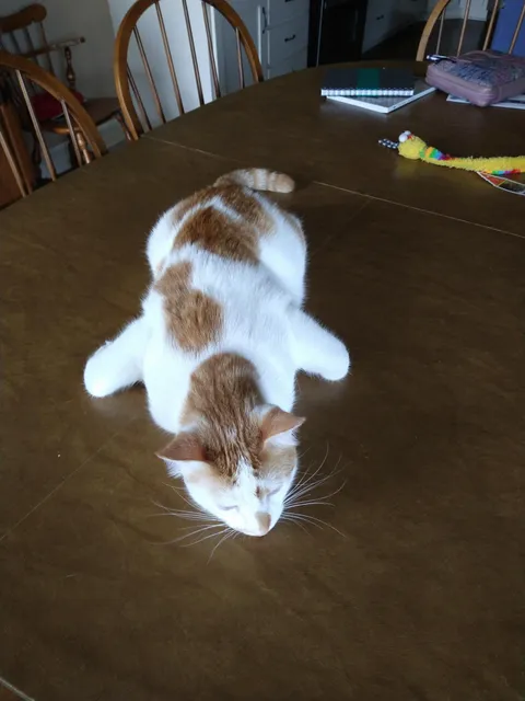 I call this vulture style. He hates cold toe beans.