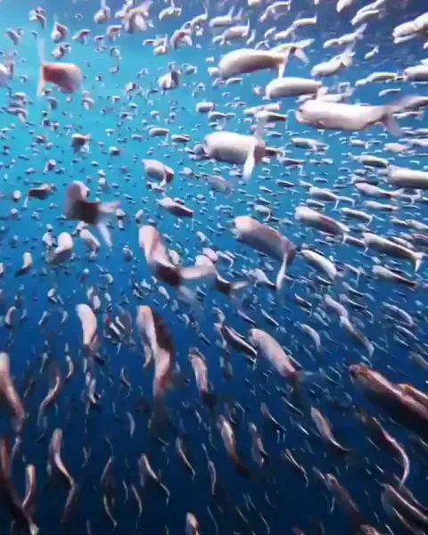 🔥 Northern anchovies on the go!