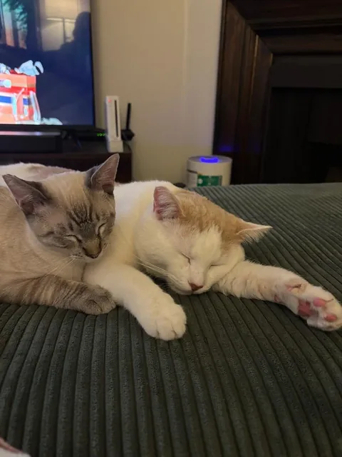 Rest in Peace Baby Breezy (FIP) Need Advice with Grief