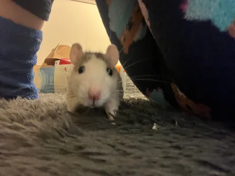 Mama Rat Appreciation Post