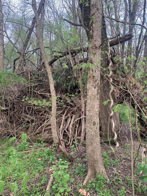 Found a Witch’s hut in the woods near my house