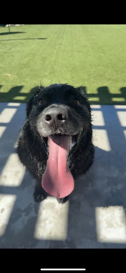 My son Zuko and his long ass tongue