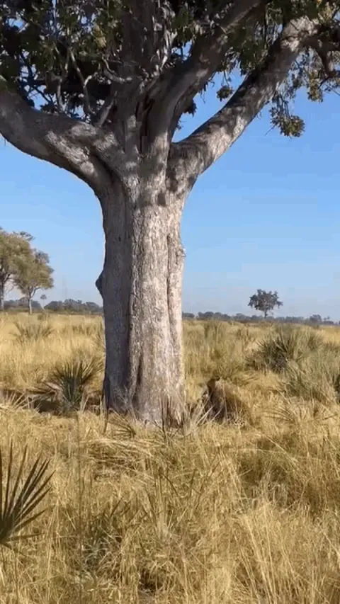 Leopard loses grip while hoisting prey up a tree. Falls on hyena and tug of war commences