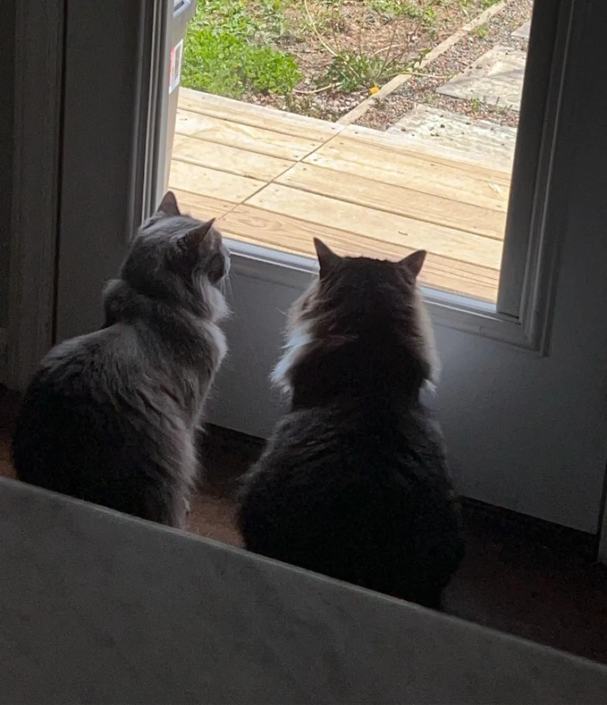 Rehomed our cats today and I feel guilty 