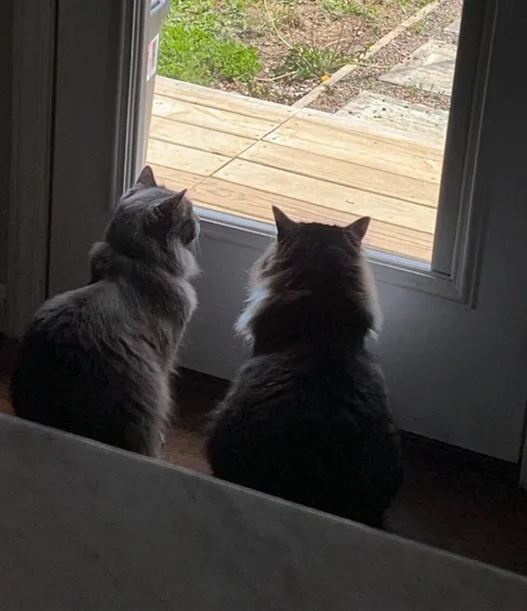 Rehomed our cats today and I feel guilty 