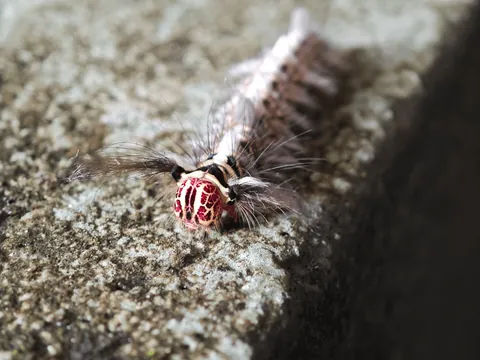 Found this Alien looking worm yesterday; looks like it's wearing a brain, probably something you shouldn't mess with.