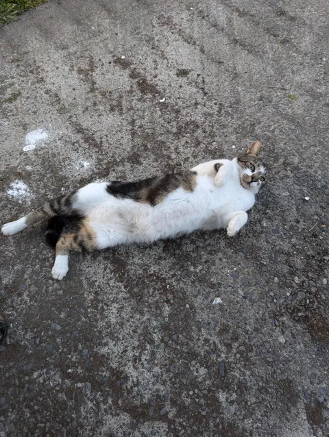 Bought a house in rural Oregon and found this guy sick and skinny living in a dilapidated shed on the property. We gained his trust, fattened him up and got him checked out and fixed. He rehomed with a neighbor down the road but still comes to visit us almost 4 years later. 