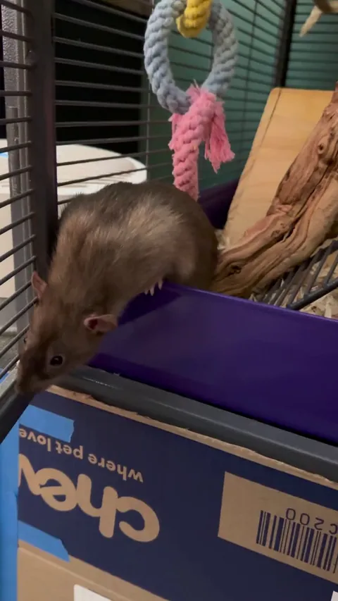 Please enjoy 1 minute of my boy Goomba being a certified Silly Guy