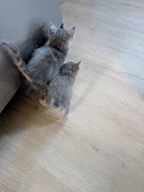 These 2 kittens are litter mates. One is a runt and the other is whatever the opposite of runt is