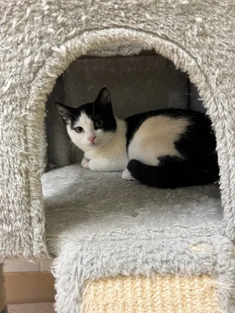 Adopted my first ever cat today!