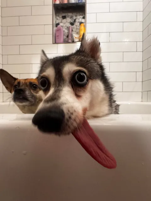 moon moon and debbie love rolling in mud ESPECIALLY in the morning 🥲