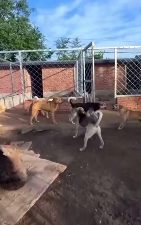 What did he do to be the Alpha Dog?