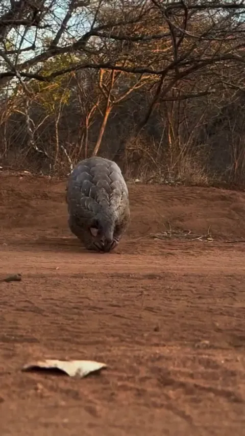 🔥An African pangolin showing off the overlapping keratin scales that protect it from predators