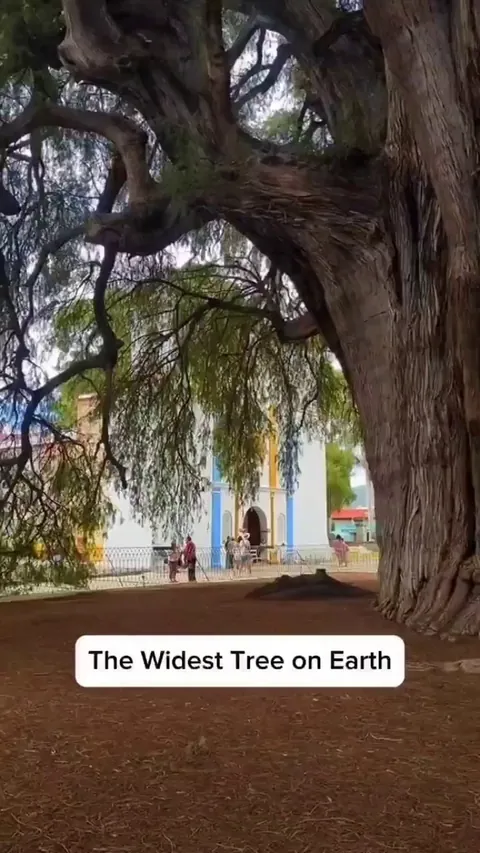 El Árbol del Tule in Oaxaca, Mexico is the widest tree in the world. Its trunk spans over 42 meters (138 ft)