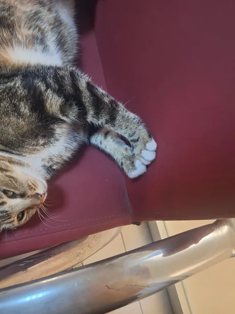 no degree no license still more confident than half the doctors