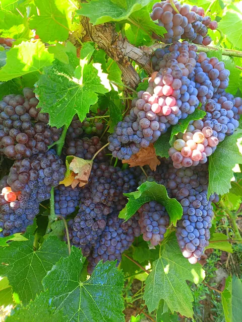 My grapes are ready 🍇!