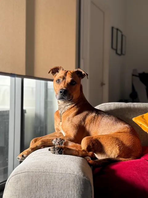 This is my little potato Hector. He loves to say hi to everyone in the park and hardware shop.