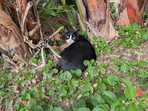 The huge collection of cats I found on my adventure to Turkey😅😊