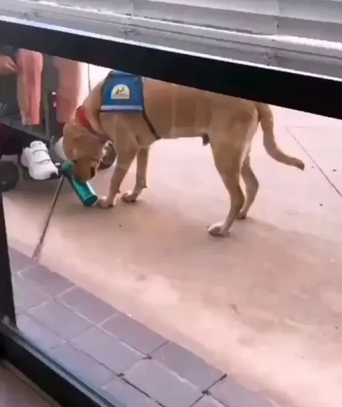 We don’t deserve dogs. And I’m not crying, you’re crying.