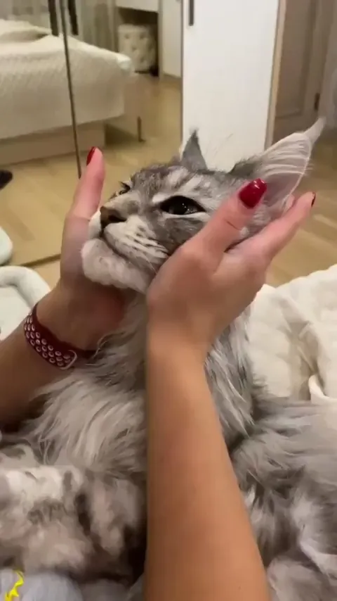 What do you think about this bautiful guy 🐾