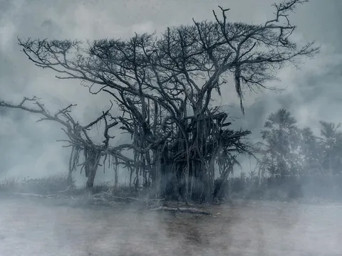 Scary tree in the fog