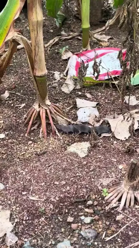 Shrews have poor eyesight and when a mother wants to move her offspring, each shrew will hold onto the shrew in front forming a long caravan.