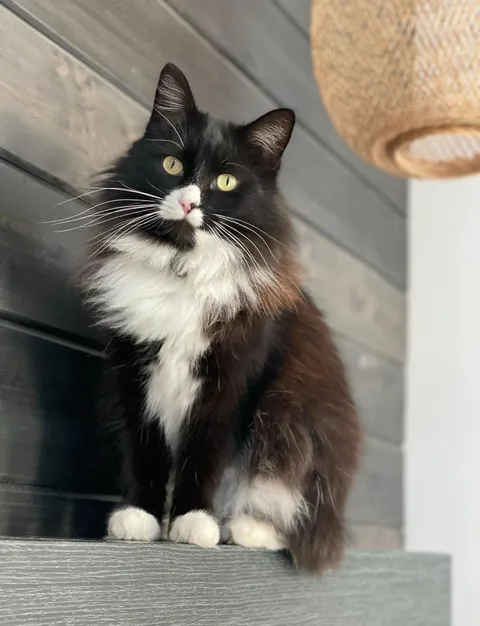 My husband thinks my cat isn’t cute. I mean…WHUT?!!