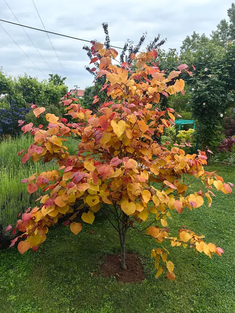 My garden in Serbia part 3