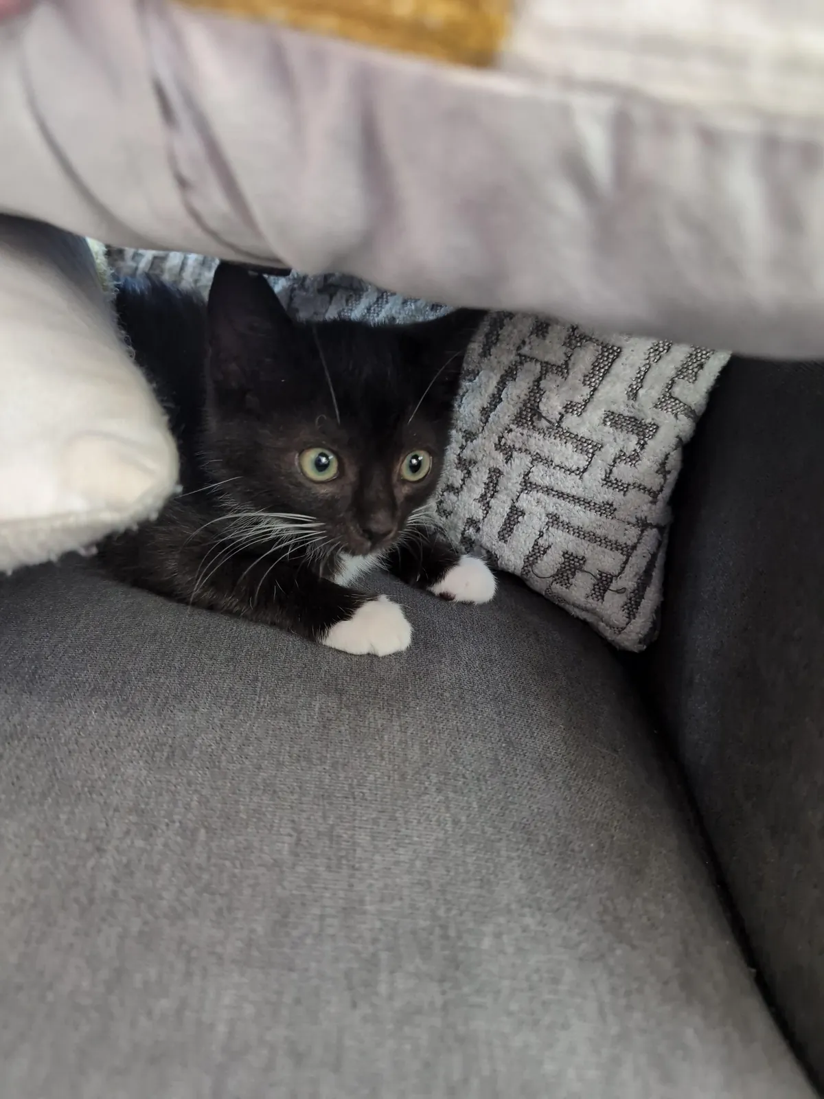 My wife and I adopted these two boyz yesterday and I couldn't be happier