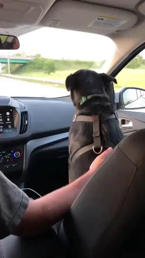 Dog ducks its head every time they drive under an overpass