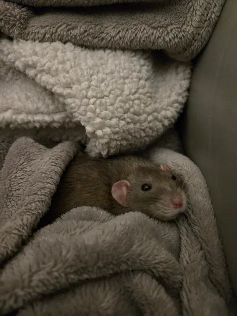 Jimily and his 3hours long naps on the couch! (Of course in his favorite blanket)