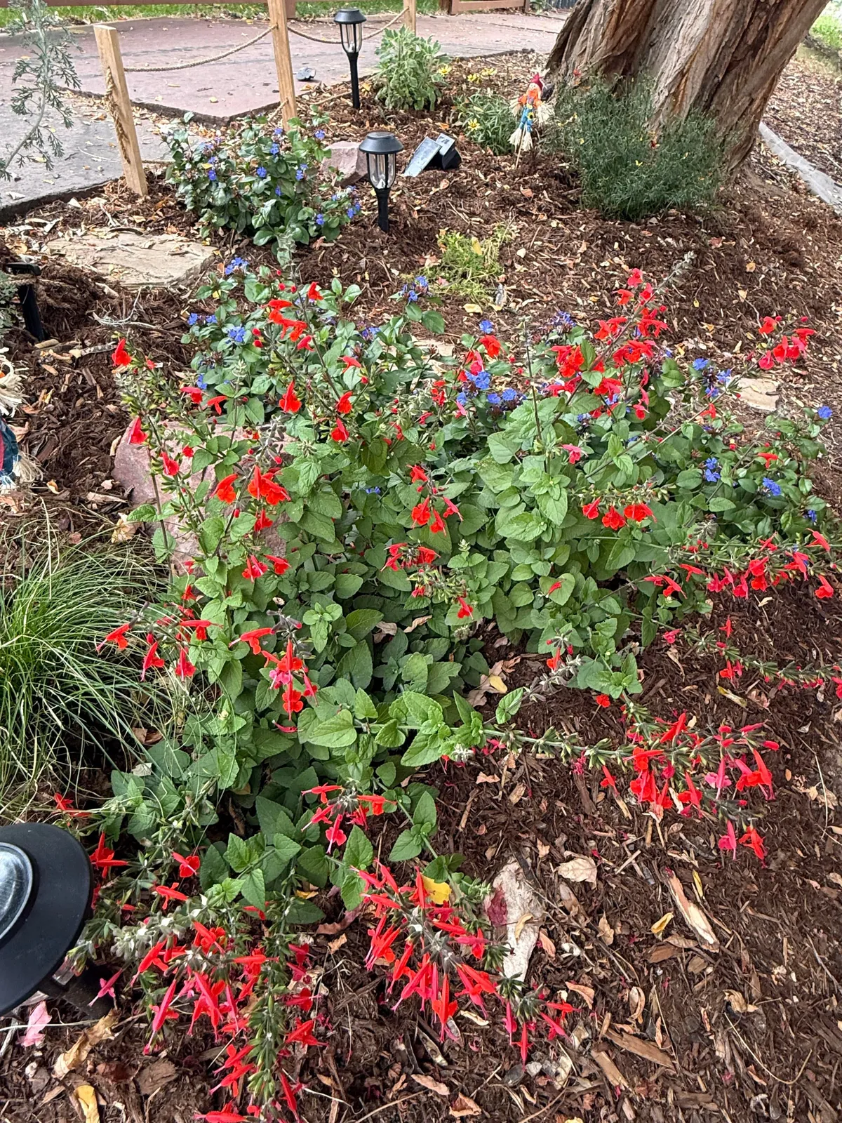 My 2nd year gardening, and I’m proud to share ‘em!