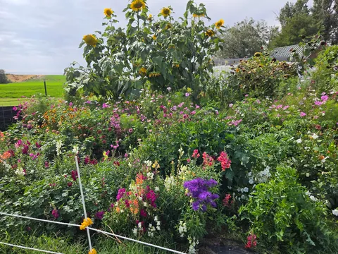 Late summer in the garden
