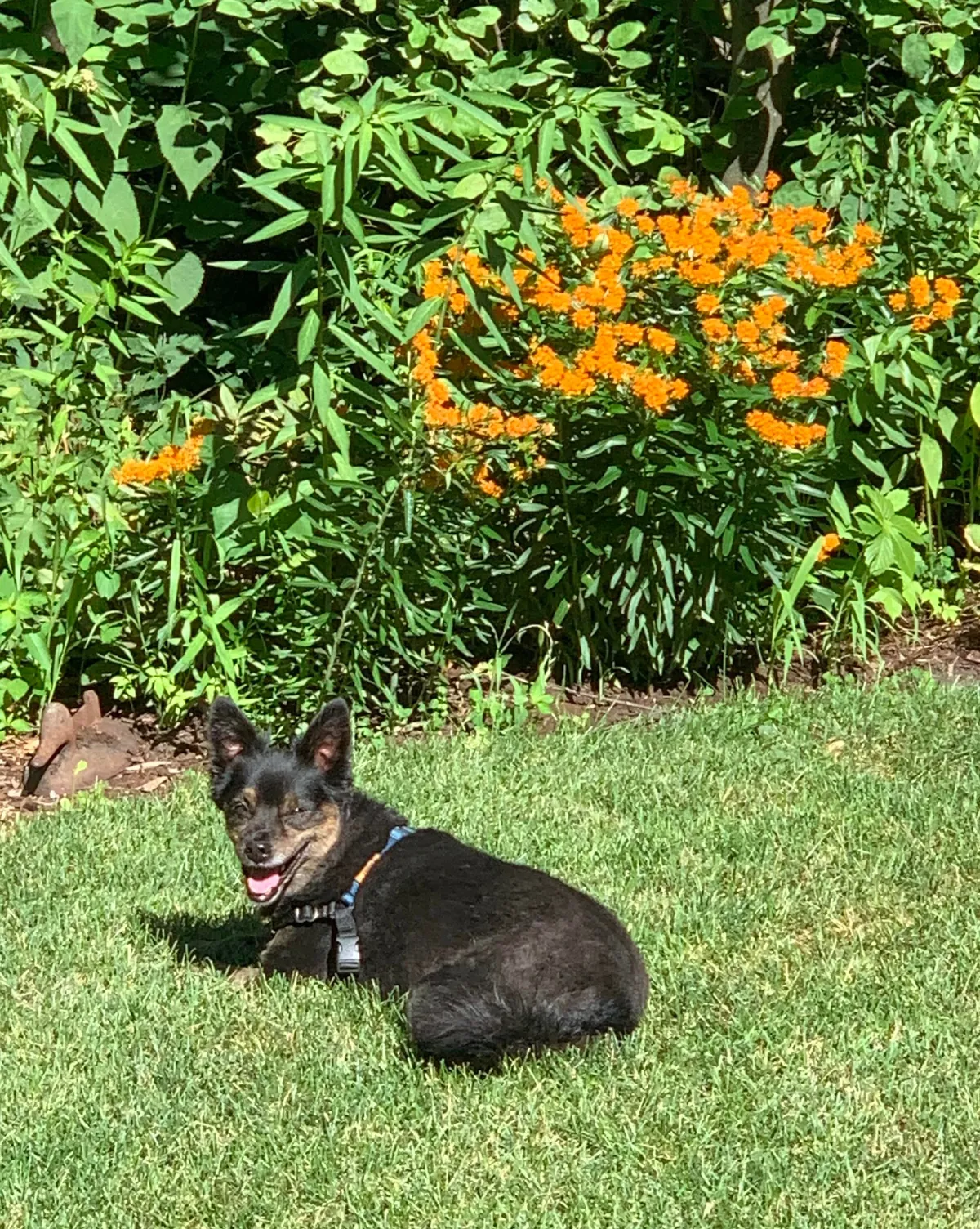 Rescue Pup is 10 y/o Today