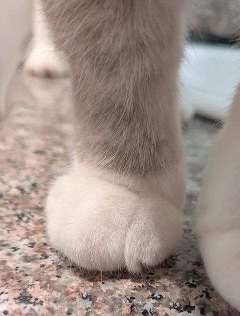 I humbly submit the roundest toes you've ever seen