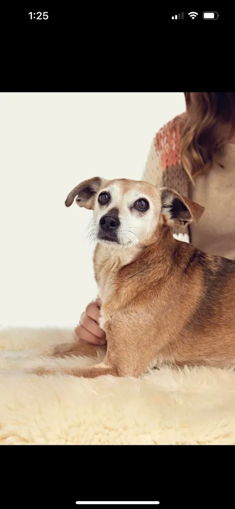 Senior doggo’s model moment