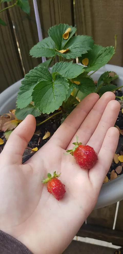 A bountiful harvest. This will get me through the harsh winter months.