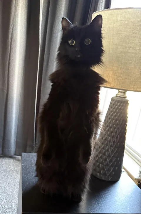 Cat, meerkat or lamp?