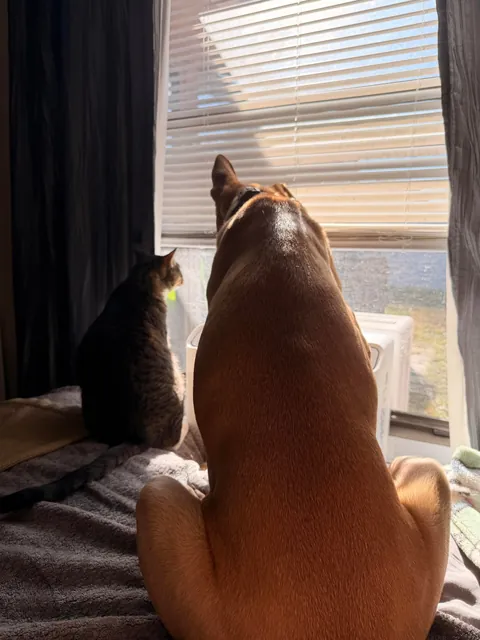 A sequence of events my GF captured