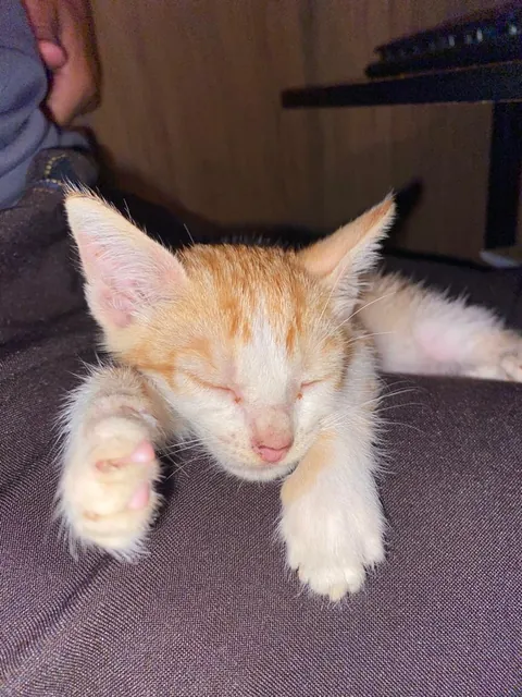 the first nap of my baby after being rescued